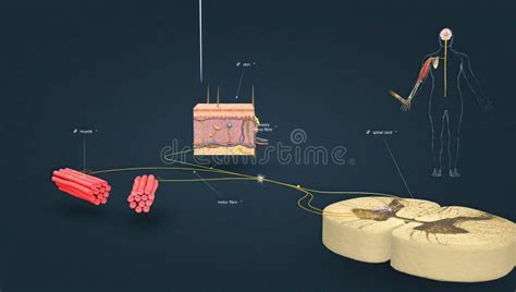 Nerve Fibers Innervate Muscles and Tendons, Ligaments, Joint Capsule To Carry Impulses To the ...