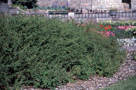 Caragana pygmaea | Landscape Plants | Oregon State University