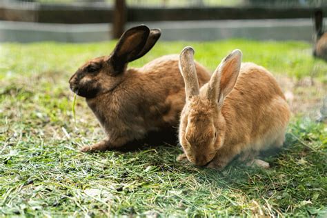 Cinnamon Rabbit (Size, Color, Behavior, Temperament)