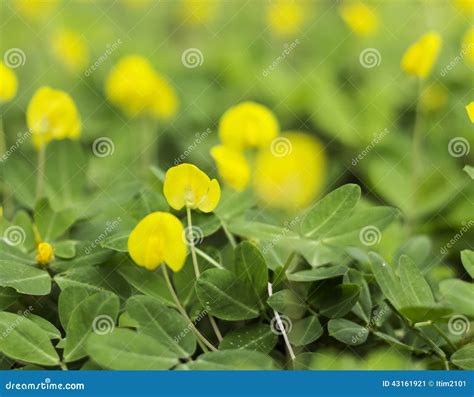 Yellow Flower Pinto Peanut Plant Stock Image - Image of peaceful, lawn: 43161921