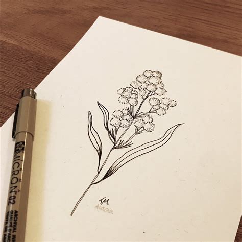 Acacia Flower Drawing