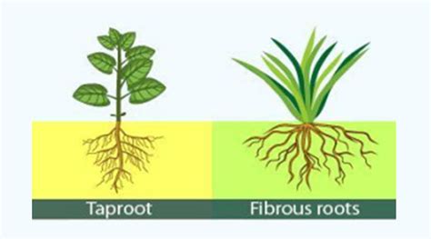 Taproot Fibrous Root: 17 Key Differences, Examples, 48% OFF