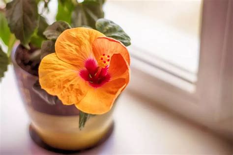 Hibiscus Care Guide (Tips for Optimal Growth and Maintenance) - The ...