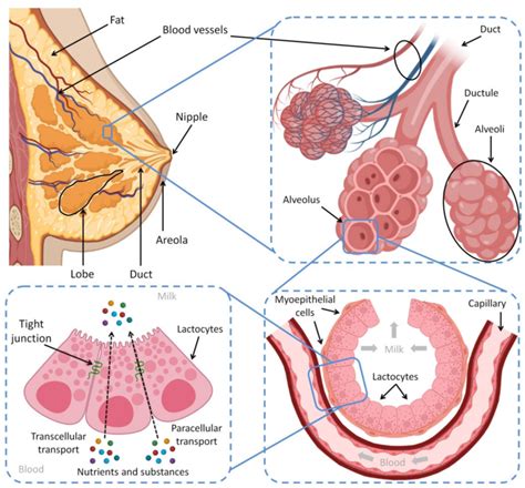 A cross-section scheme of the mammary gland, breast lobe components and... | Download Scientific ...