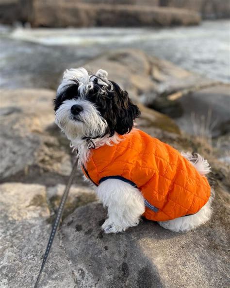 23 Shih Poo Haircuts That Will Melt Your Heart