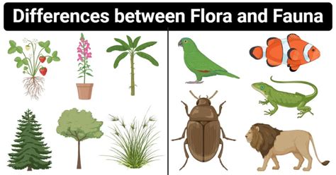 Introduction to Flora and Fauna - GKDUNIYA.IN | GKDuniya