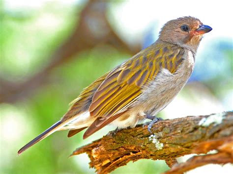 Birds of The World: Honeyguide (Indicatoridae)