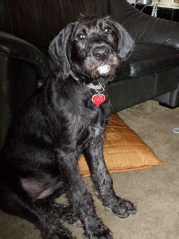 Boxerdoodle (Boxer-Poodle Mix) Info, Puppies, Care, Pictures