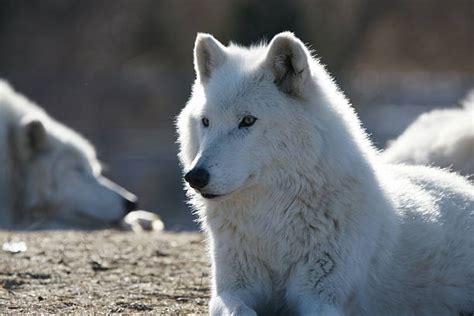 Greenland Wolf Stock Photos, Pictures & Royalty-Free Images - iStock