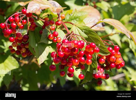 Viburnum trilobum 'JN Select' shrub with red berries Stock Photo - Alamy