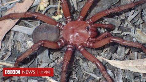 Spider: 'Giant Trapdoor Spider'... A new spider found in Australia ~ News Directory 3