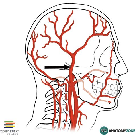 Superficial Temporal Artery - AnatomyZone