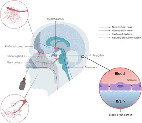 Oxytocin: How Does This Neuropeptide Change Our Social Behavior? · Frontiers for Young Minds