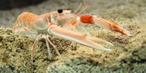 Nephrops norvegicus North West IFCA