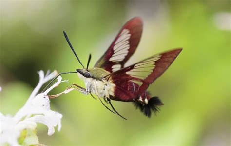 Hummingbird Moths, description, identification, species ...