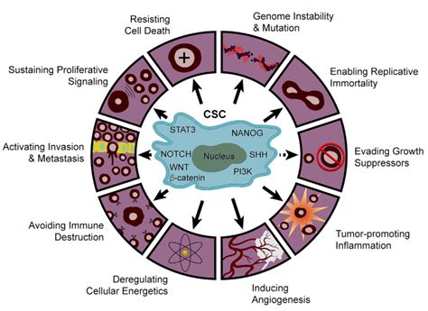 Interaction between cancer stem cells and immune cells - Medical News