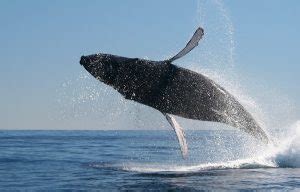 Whale Watching in Todos Santos - Omega Tours Todos Santos