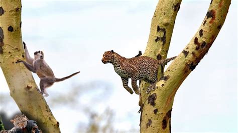 How Does A Leopard Hunt Its Prey? | PeepsBurgh.Com