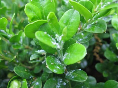 Backyard Granger: You've Got Lice! Boxwood Psyllid Control