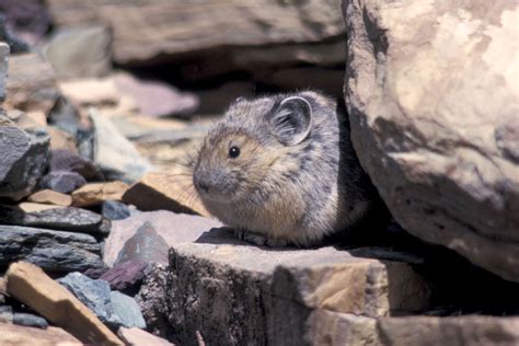 Glacier Wildlife - Glacier National Park | Glacier national park, National parks, Wildlife