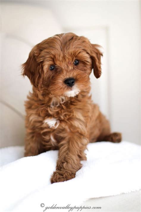 Cavapoo Puppies For Sale Near Me | Puppies Near Me | Cavapoo puppies ...