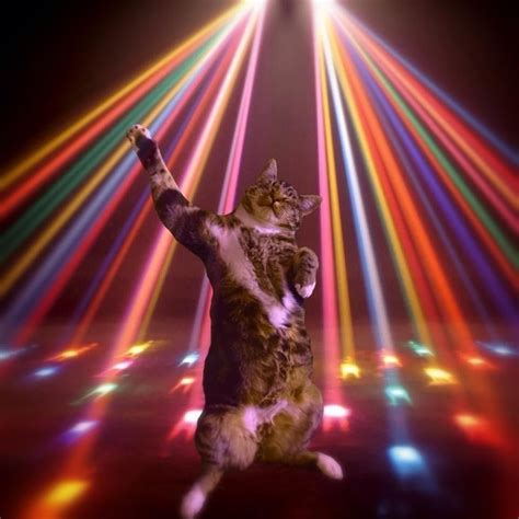 Sleeping cat photoshop = disco cat | Pretty cats, Dancing cat, Silly cats