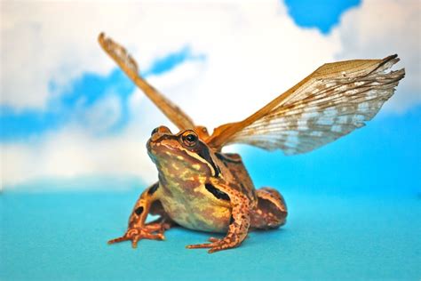 Wings frog. Photo made by Moniek de Koning (Fairy-Tailor) | Photoshop ...