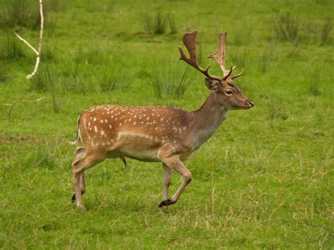 European fallow deer - Wikiwand