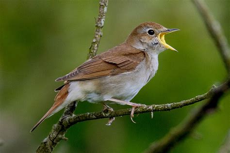 Celebrating nightingales - BirdGuides