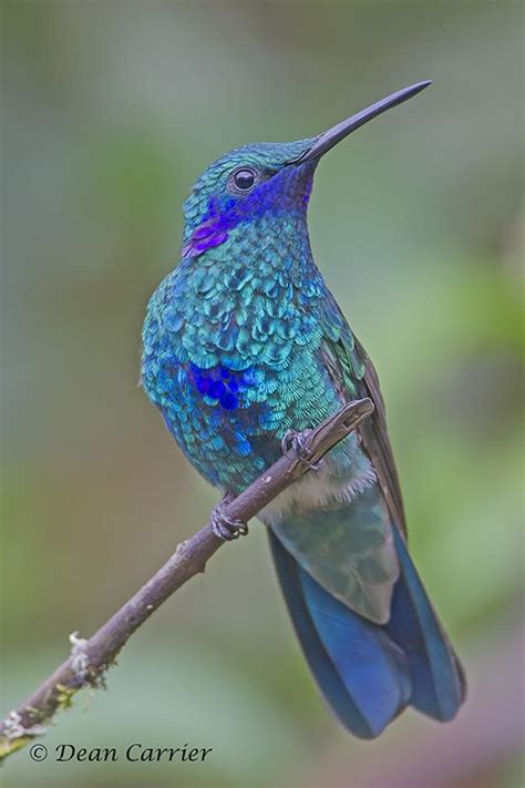 Rufous Hummingbird | Hummingbird pictures, Beautiful birds, Exotic birds