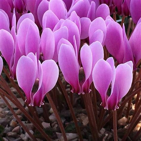 Cyclamen Bulb: A Beautiful Blooming Plant