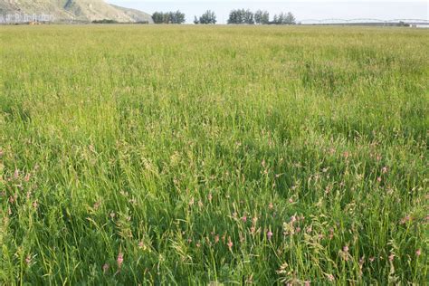 Irrigated Pasture Seed Mix - Great Basin Seeds Pasture Mix