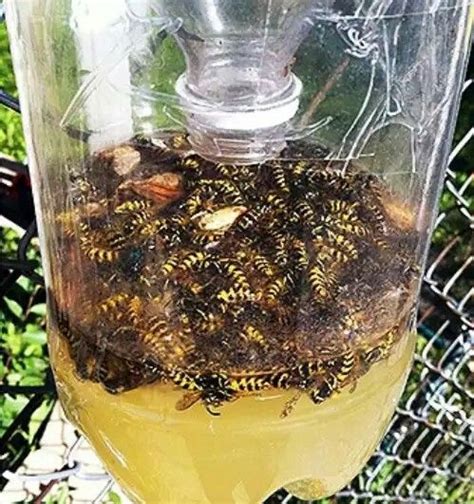 Easy homemade wasp trap | Homemade wasp trap, Wasp traps, Garden pest control