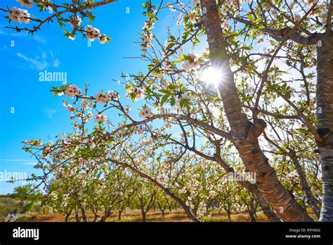 Almond trees bloom in Mediterranean Spain Stock Photo - Alamy