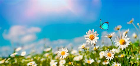 Download Chamomile Animal Butterfly HD Wallpaper