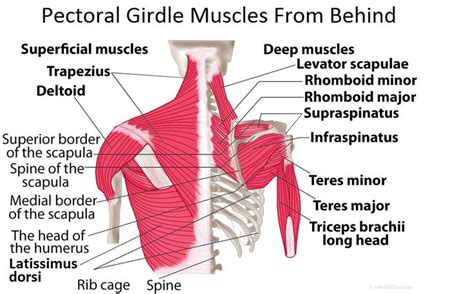 Pectoral Girdle Anatomy: Bones, Muscles, Function, Diagram | Scapula ...