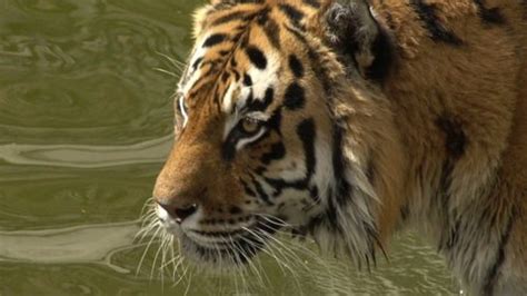 Tiger Walking Slow Motion Stock Footage Video (100% Royalty-free) 1072844786 | Shutterstock