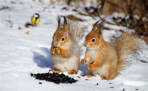 35 Best Squirrel Quotes For All Animal Lovers | Kidadl