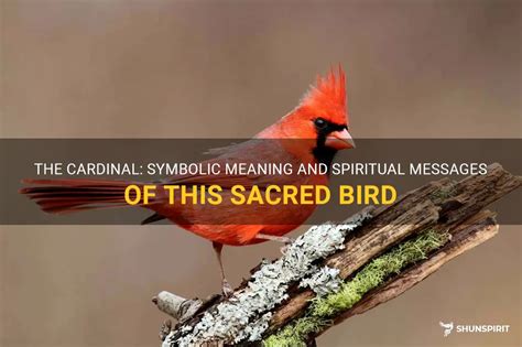 The Cardinal: Symbolic Meaning And Spiritual Messages Of This Sacred ...