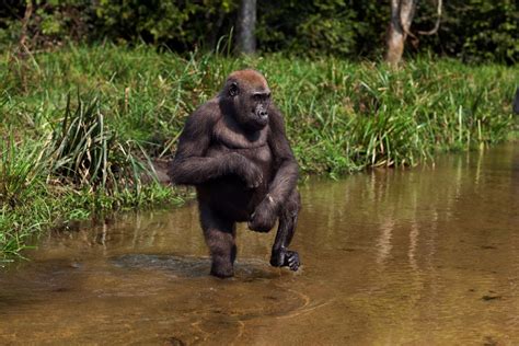 Cross River Gorilla The Congo Basin is left with not more than 200 to ...