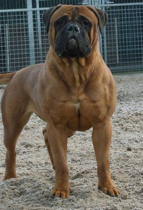 10+ Of The World's Largest Dog Breeds | Large dog breeds, Big dog breeds, Bull mastiff dogs