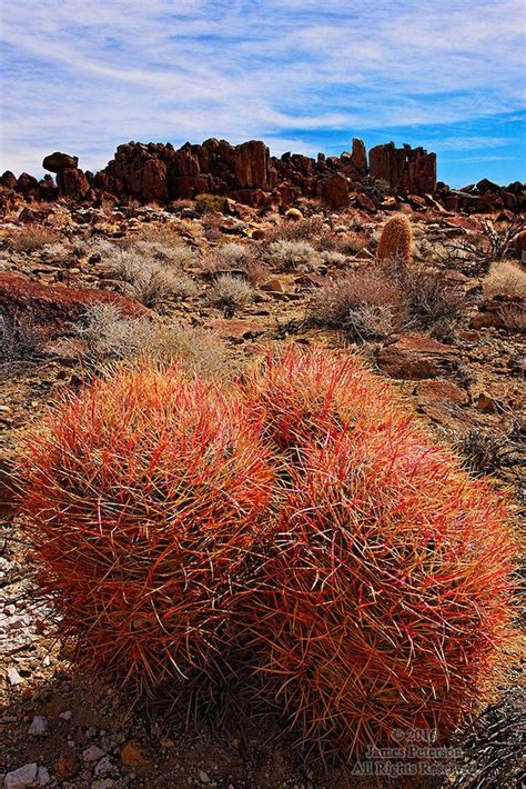 Red Barrel Cacti, Mojave Desert, California | James Peterson | Desert landscaping, Exotic plants ...