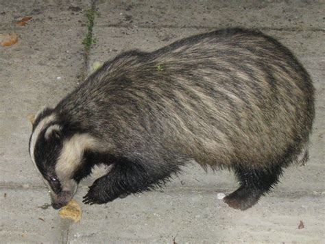 Eurasian badger – A guide to Irelands protected habitats & species