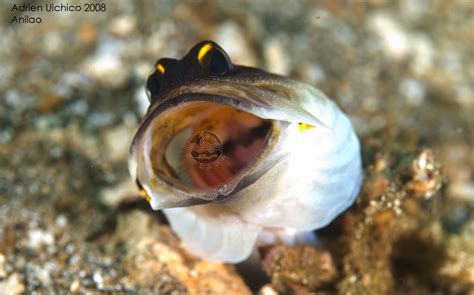 jawfish Weird And Wonderful, Aquarium, Shots, Wild, Animals, Goldfish Bowl, Animales, Animaux ...