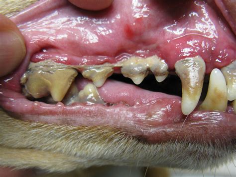 Periodontal Disease in Cats - Treatment and Prevention