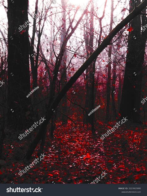 Dark Misty Forest Black Metal Forest Stock Photo 2223915995 | Shutterstock