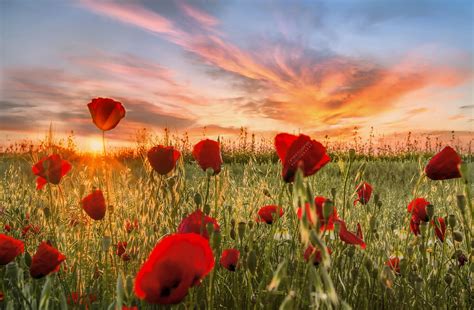 poppies sunrise | Flowers photography, Poppies, Flower painting