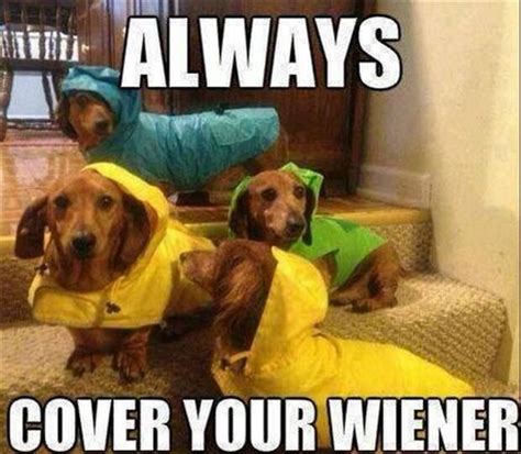 Wiener Dog Quotes. QuotesGram