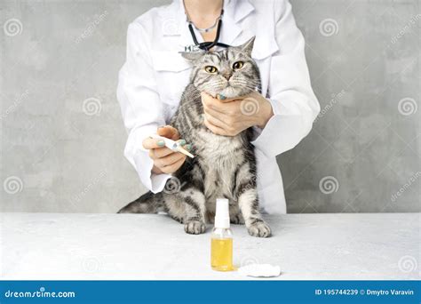 The Ear Mite Otodectes Cynotis Treatment in a Cats. Stock Image - Image of disease, fright ...