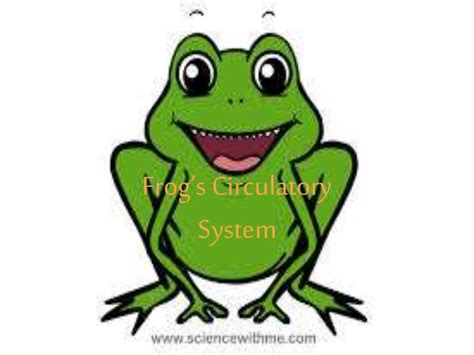 Circulatory system of frog